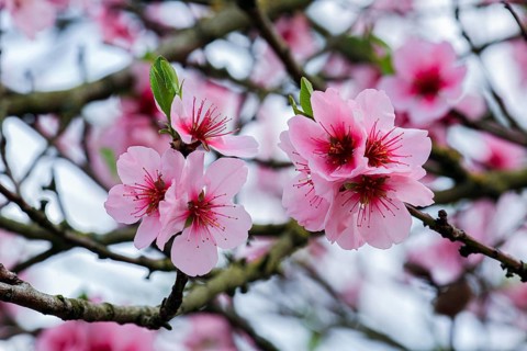 Two pink cherry blossoms on a branch of a tree in full bloom, almond blossom (Prunus dulcis),