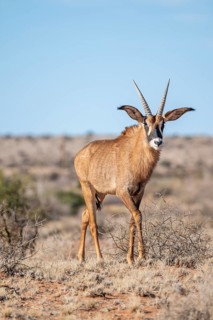 Juvenile roan antelope (Hippotragus equinus) standing in the grasslands, South Africa