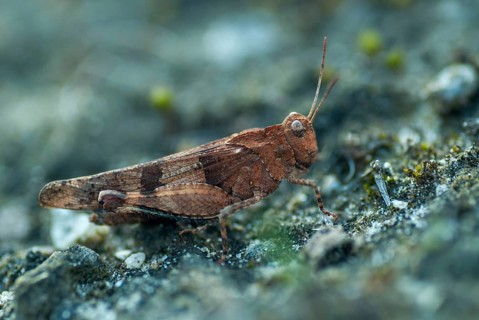 Blue-winged wasteland scare, caelifera, grasshoppers, short-feeler scare, Oedipoda caerulescens,