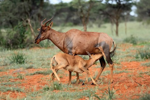 Tsessebe (Damaliscus lunatus), lyrebird, crescent moon antelope, adult, female, juvenile, suckling,