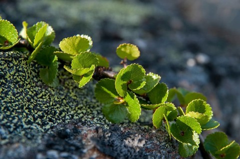 Betula nana, Betulaceä, birch family, Finland, polar birch, dwarf birch, flora, plants, plants