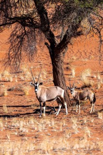 Oryx gazella with young, Oryx antelope, Namib Desert, Namibia