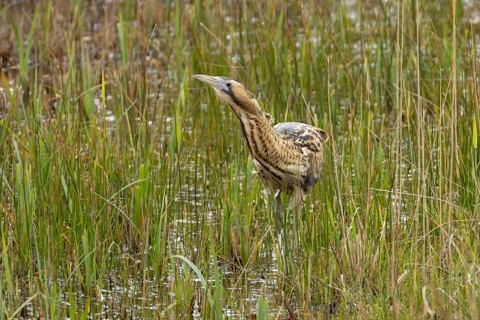 Eurasian or Great bittern (Botaurus stellaris) adult bird in a reedbed in spring, RSPB Minsmere