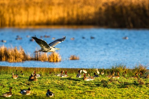 Grey Heron, Ardea cinerea, bird in winter on marshes in winter soft morning light