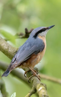 Nuthatch, Sitta Europaea, Birds, High Size, Portrait Format, Passeri, Songbirds, Birds