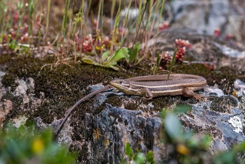Algerian Sand Racer, Algerian Sandstrider, Psammodromus Algirus, Critters, Lizards, Extremadura,