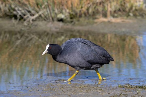 Eurasian coot, common coot (Fulica atra) foraging in the mud along muddy pond bank in spring