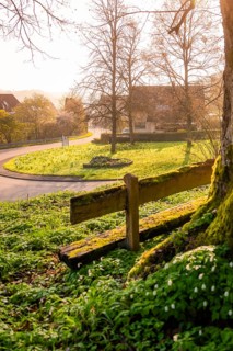 A tree with a bench in front of it, surrounded by a green spring landscape in a village, Dachtel,