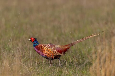 A male pheasant (Phasianus colchicus) without the white neck ring, courtship, courtship season,