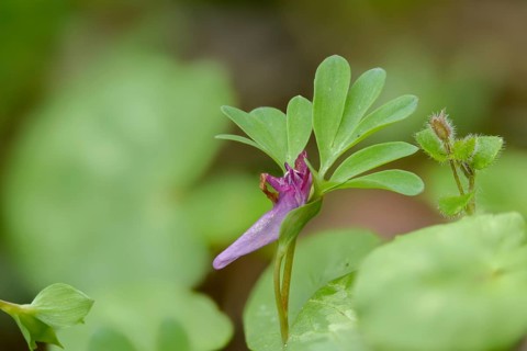 Corydalis fabacea, corydalis intermedia, earth smoke family, fumariaceae, intermediate corydalis,