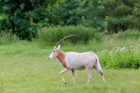 A Scimitar Oryx (Oryx dammah) runs across a green meadow on a cloudy day. Extinct in the wild.