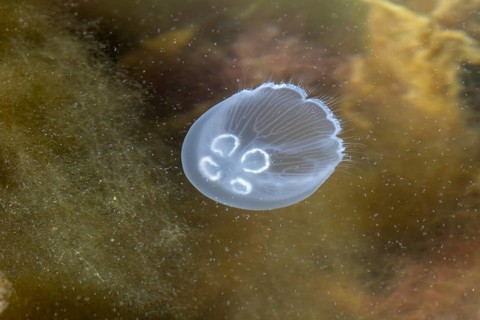 A box jellyfish (Aurelia aurita) between brown algae and zooplankton, cnidarian, Baltic Sea, April,