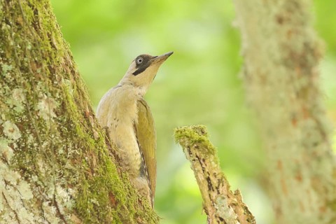 Green Woodpecker (Picus viridis) – a female perched in an old oak tree, wildlife, woodpeckers,