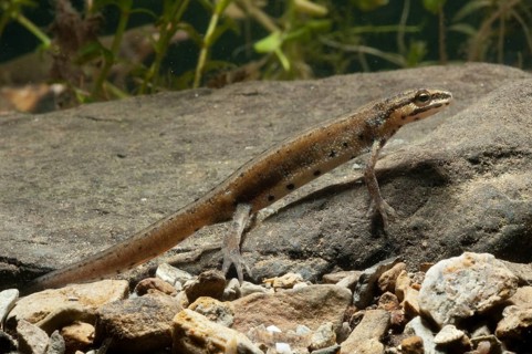 Lissotriton vulgaris meridionalis, southern smooth newt, southern pond newt, amphibians, caudata,