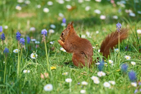 A squirrel sits on a flowering meadow and nibbles something in a spring-like environment, Eurasian