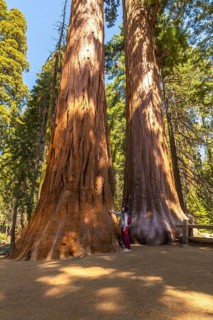 Woman standing at the base of a massive giant sequoia tree, touching its textured bark,