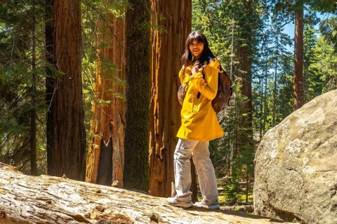 Young woman with a backpack and yellow jacket walking on a fallen log, exploring the majestic giant