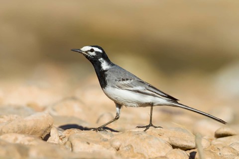 Moroccon Wagtail - Bachstelze - Motacilla alba ssp. subpersonata, Morocco