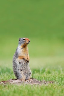 Columbian ground squirrel (Urocitellus columbianus, Spermophilus columbianus), Waterton Lakes