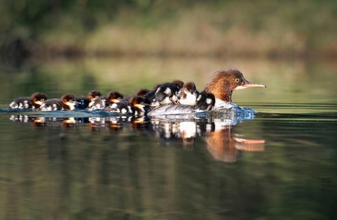 Goosander (Mergus merganser), mother with chicks, Zurich, Switzerland