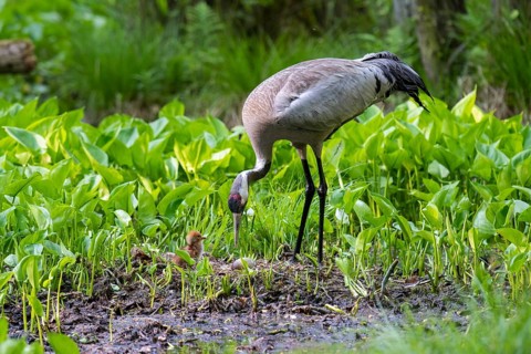 Crane (gurs grus) in nest with chicks, Feldberger Seenlandschaft, Mecklenburg-Vorpommern, Germany