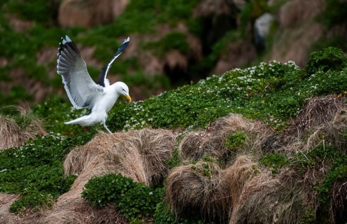 Black-backed gull, great black-backed gull, great black-headed gull, larus marinus, clotted gull,