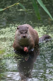 Carnivora, Eurasian otter, Lutra Lutra, predators, high size, portrait, mammals, martens, raptors,