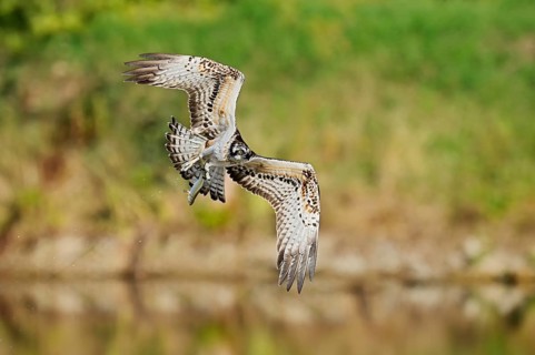 An osprey (Pandion haliaetus) flies with a fish it has caught in its talons, North