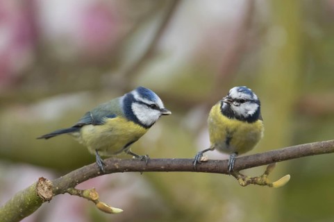 Blue tit (Cyanistes Caeruleus) two adult birds on a garden Magnolia tree branch, Suffolk, England,