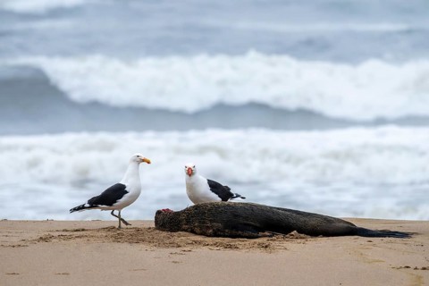 Seagulls feed on dead seals on the beach, Atlantic coast, Namib Naukluft Park, Namib Desert,