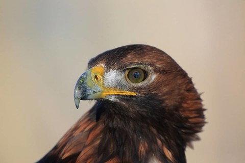 Golden eagle perched, a precise photograph of an eagle with intense eyes and clearly defined