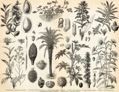 Oil and fat plants, Food, Almond tree (Amygdalus communis), Earth acorn (Arachis hypogaea), Sesame