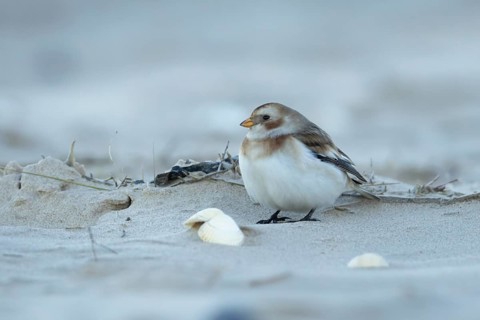 Snow bunting (Plectrophenax nivalis) adult bird standing on a beach in winter, Norfolk, England,
