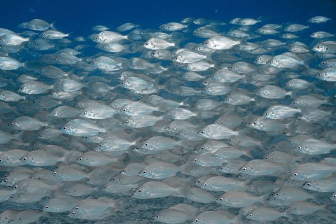 A school of fish, the armpit-spotted sea bream (Pagellus acarne), swim in unison through calm blue