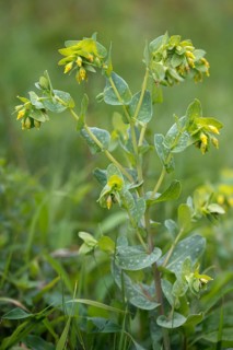 Boraginaceae, Cerinthe minor, small wax flower, lesser honeywort, roundleaf plant, wax flower,
