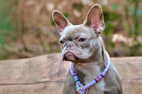 Portrait of lilac French Bulldog dog with purple rope collar