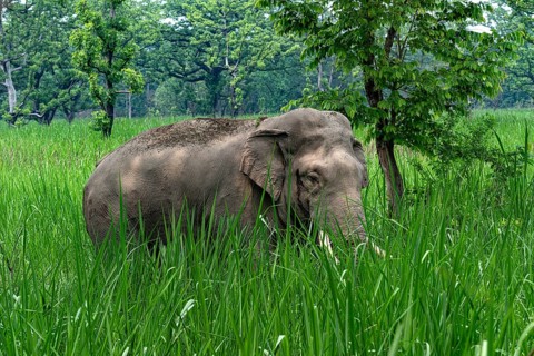 Wild bull elephant, Asian elephant, Elephas maximus, Chitwan National Park, Nepal