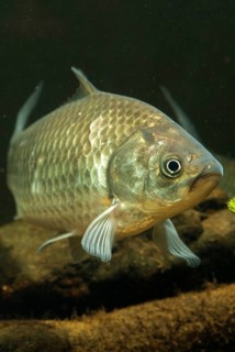 Carassius gibelio, pediment, prussian carp, silver carp, fish, fishes, pisces