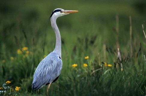 Ardea cinerea, heron, gray heron, birds, ciconiiformes, leo, herons, walking birds, wading birds,