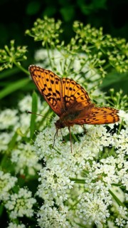 Close-up: an orange butterfly, a fritillary (Argynnis) with black spots, perched on a white plant,