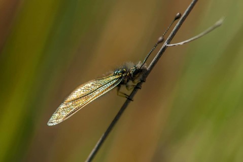 Baetian owlfly, baetian butterfly shaft, dragonfly baeticus, butterfly, extremadura, insects,