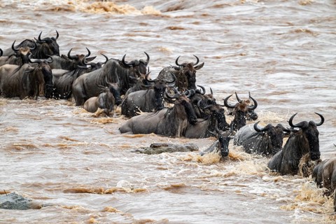 A huge crocodile on the attack, The Great Migration, huge herds of wildebeest (Connochaetes