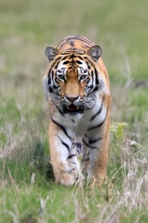 Siberian tiger (Panthera tigris altaica), adult, male, running, stalking, alert