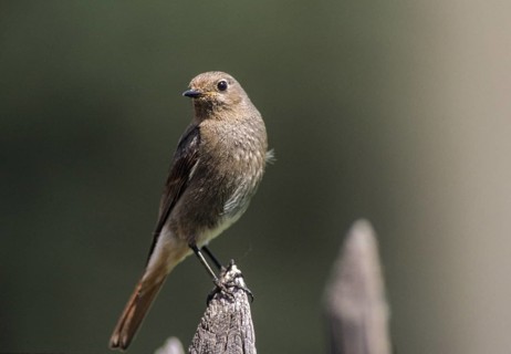 Black redstart, house redtail, Phoenicurus ochruros, birds, feeding, female, feeding, leo, passeri,