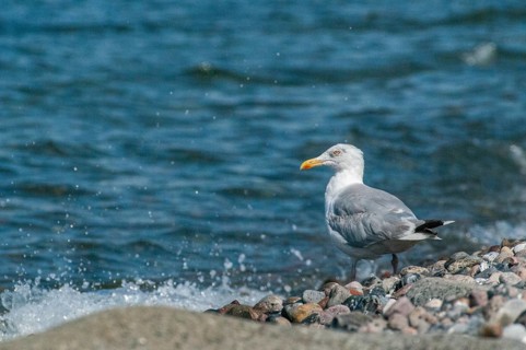 Herring gull, Larus argentatus, herring gull, birds, charadriiformes, gulls, limbols, seagulls,