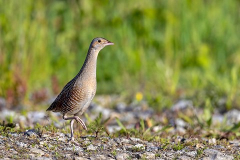 Corn crake, corncrake, landrail (Crex crex, Rallus crex) adult male foraging in field, meadow in