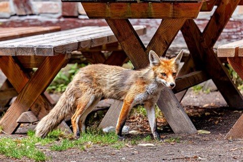 A fox stands next to some wooden tables, gazing into the distance, a red fox in the Hainich near