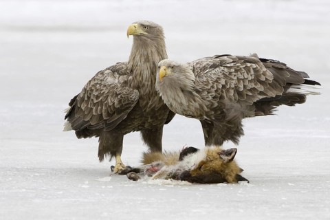White-tailed Eagle (Haliaeetus albicilla), Mecklenburg-Western Pomerania, Germany