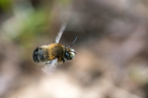 Anthophora acervorum, Anthophora cf. plumipes, anthophora plumipes, apidae, bees, spring fur bee,