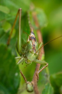 Close-up of a Great green bush cricket (Tettigonia viridissima), also known as green leafhopper, on
